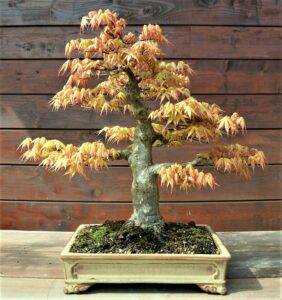 57240503_508492099555348_1891190077430693888_o